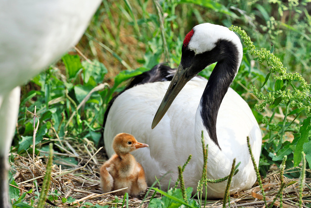 タンチョウのヒナ、ママにぴたり [岡山県]：朝日新聞