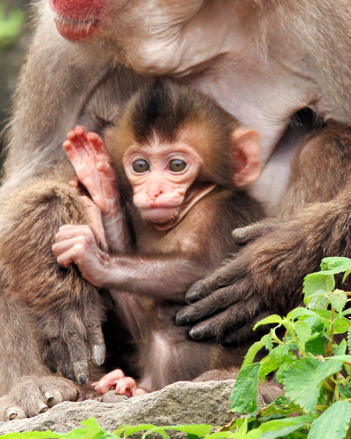今年初の赤ちゃんザル 名前を募集 高崎山 [大分県]：朝日新聞
