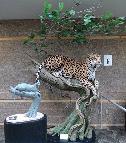 2015年 世界剥製大会 | 剥製の製作・直売・レンタル・修理なら剥製専門