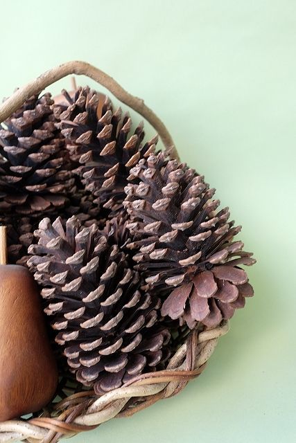 Dry plants for decor ジャンボ松ぼっくり・松かさ（阿波市産） - 流木