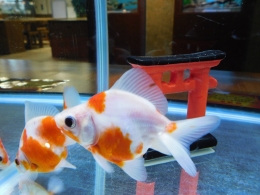 理科教室特別展示『春爛漫 桜金魚満開！』 | What's New｜国営アルプス