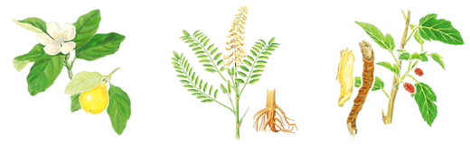 プランツ・M(M)＜化粧水＞｜製品のご案内｜アザレ化粧品