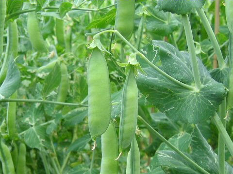エンドウ (Pisum sativum)