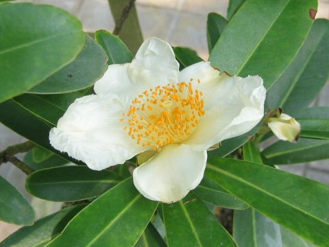 タイワンツバキ (Gordonia axillaris)