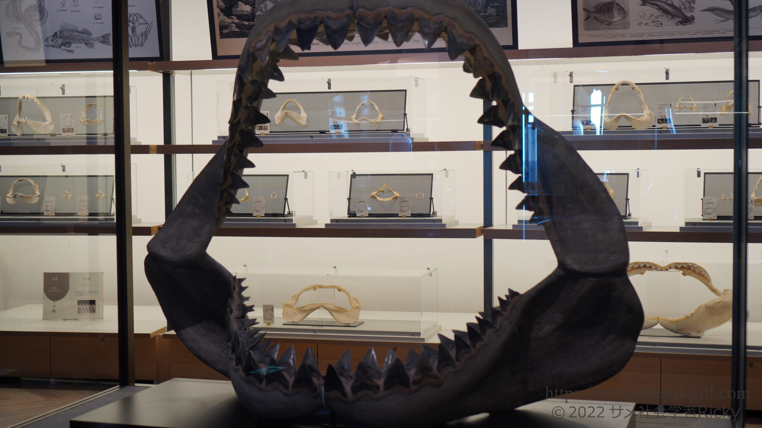 超巨大ザメ！メガロドンの真実！実際の大きさは？なぜ絶滅したのか？今