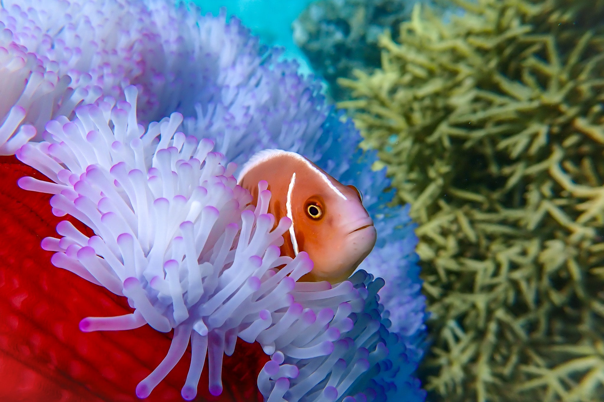 クマノミパラダイスシュノーケル ｜ 沖縄総合アウトドアツアー専門店