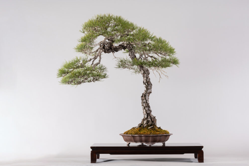 さいたま市大宮盆栽美術館