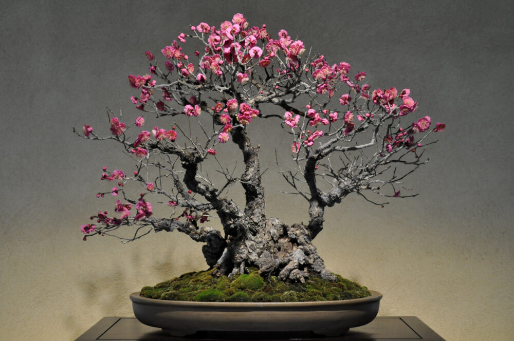 さいたま市大宮盆栽美術館