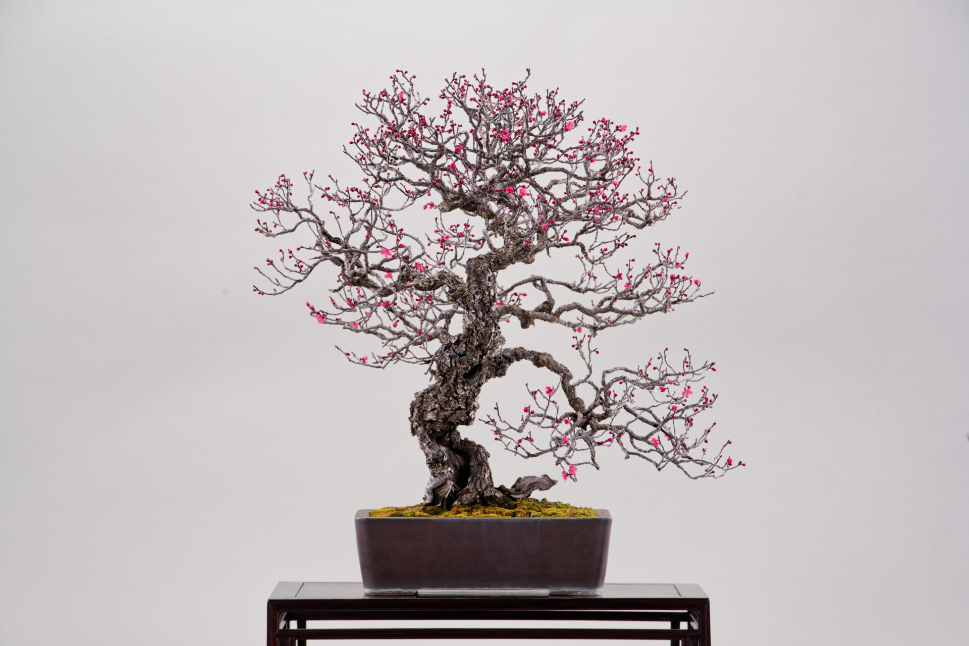 埼玉市大宫盆栽美术馆