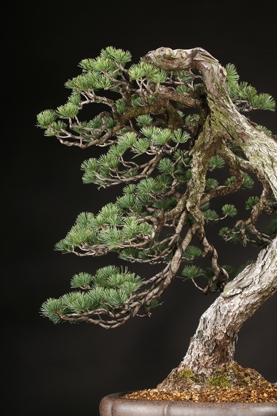 五葉松 約120年 | 雨竹亭オンラインショップ