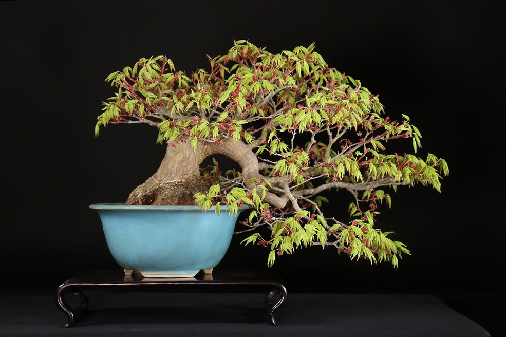 山もみじ 約50年 | 雨竹亭オンラインショップ