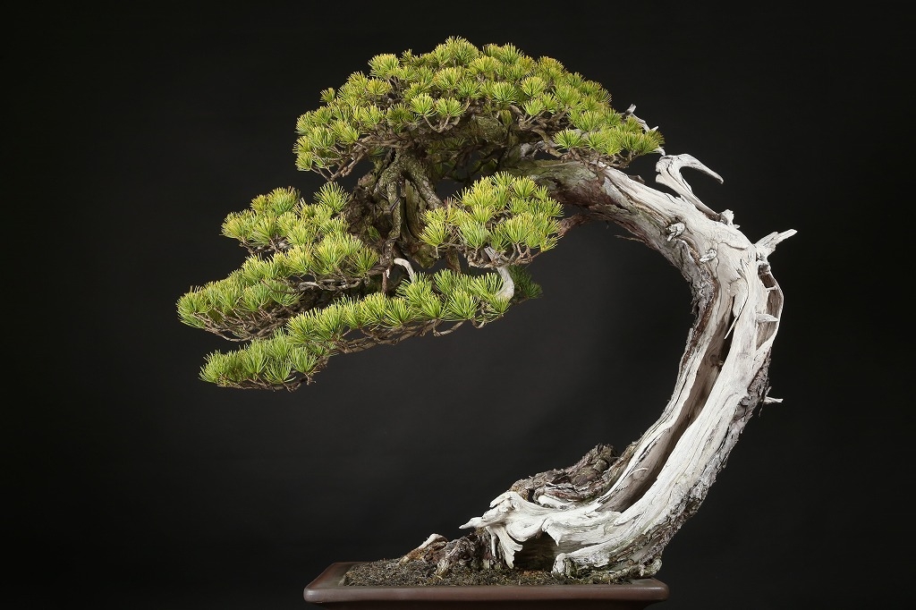 五葉松 約250年 | 雨竹亭オンラインショップ