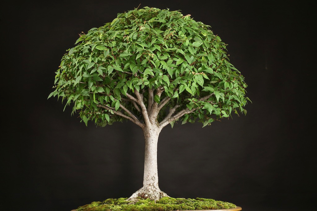 ケヤキ 約60年 | 雨竹亭オンラインショップ