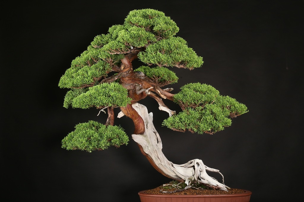 糸魚川真柏 約200年 | 雨竹亭オンラインショップ