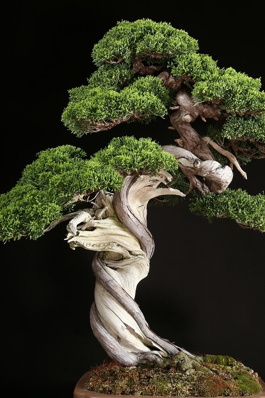 真柏 約200年 | 雨竹亭オンラインショップ