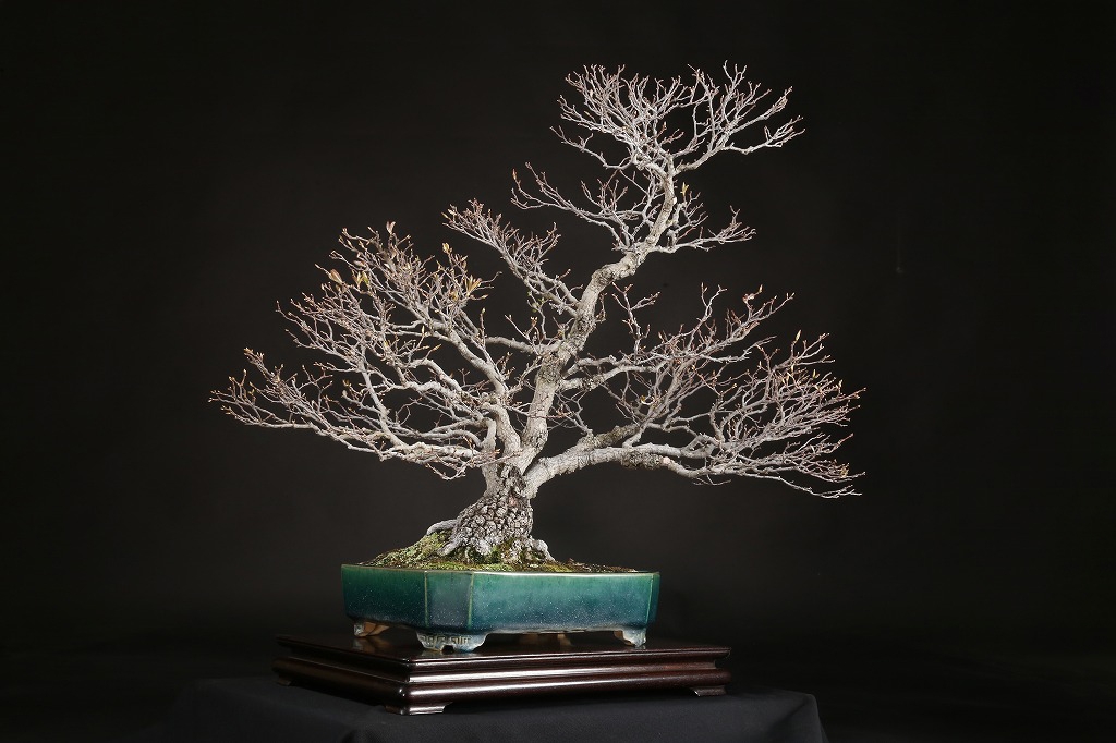 日本カマツカ 約70年 | 雨竹亭オンラインショップ