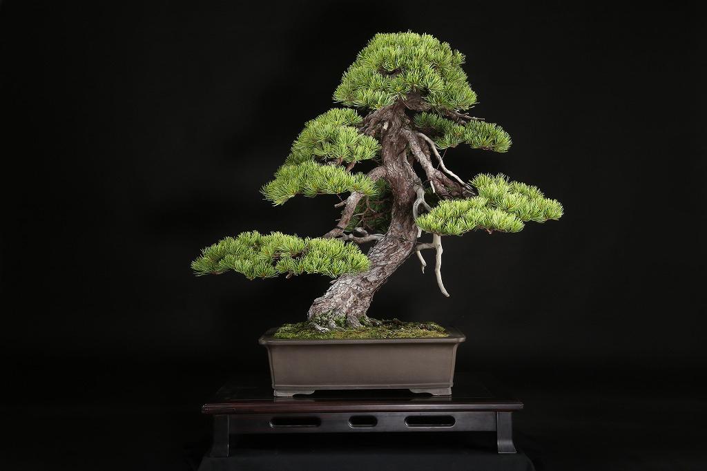 五葉松 約120年 | 雨竹亭オンラインショップ