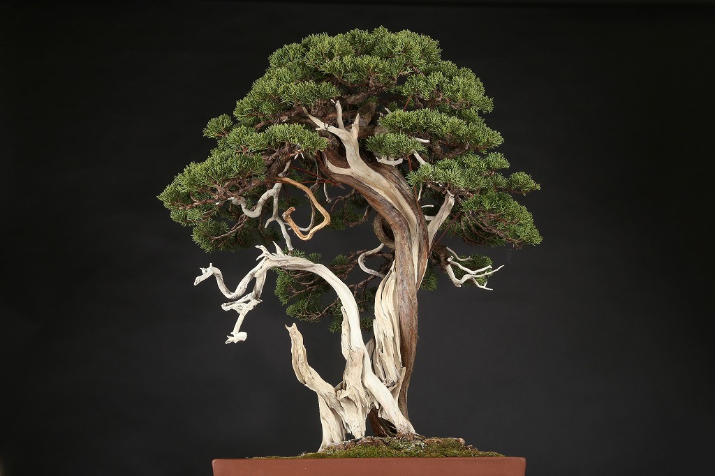 糸魚川真柏 約200年 | 雨竹亭オンラインショップ