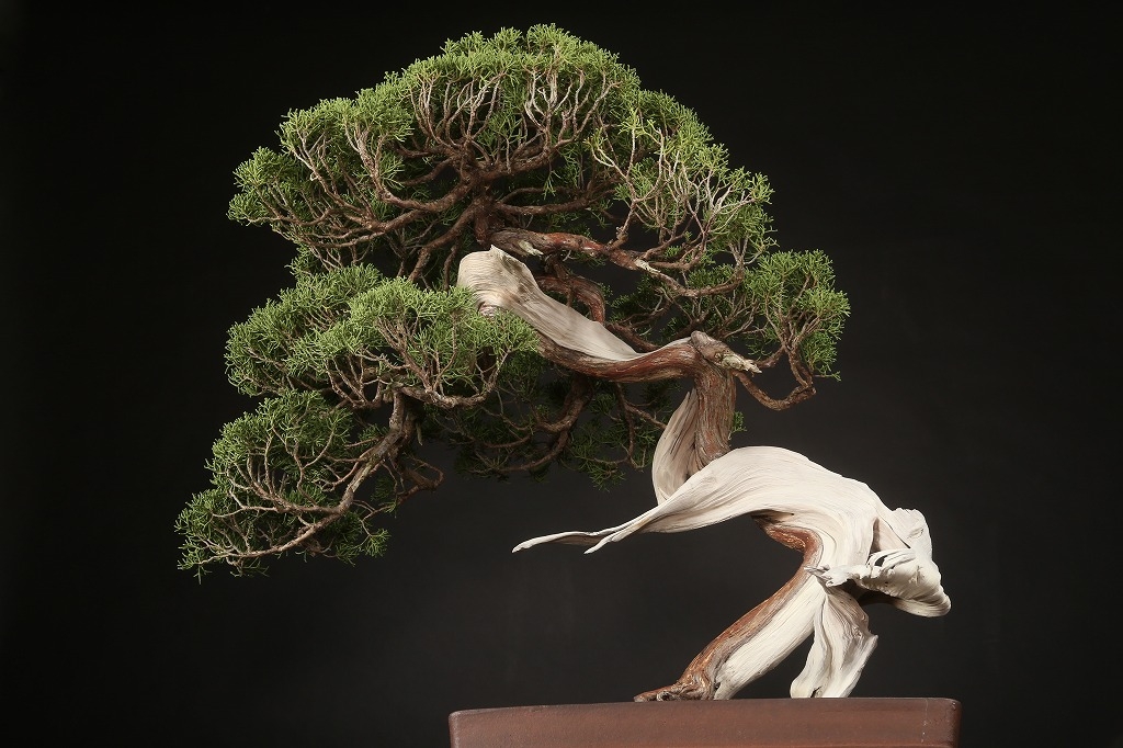 真柏 約200年 | 雨竹亭オンラインショップ