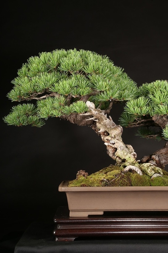 五葉松（那須娘）約60年 | 雨竹亭オンラインショップ