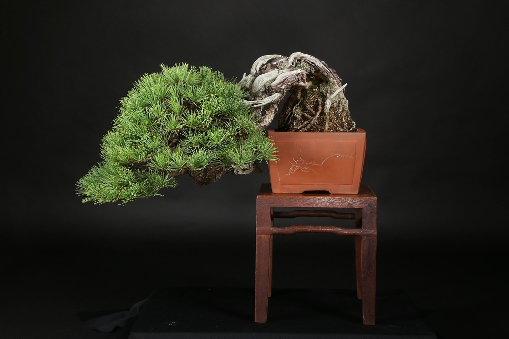 五葉松 約100年 | 雨竹亭オンラインショップ