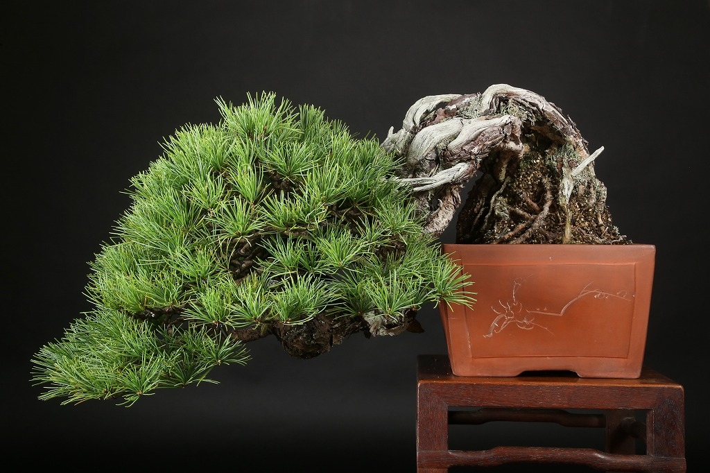 五葉松 約100年 | 雨竹亭オンラインショップ