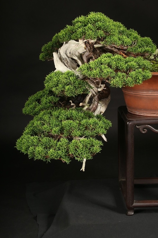 真柏 約120年 | 雨竹亭オンラインショップ