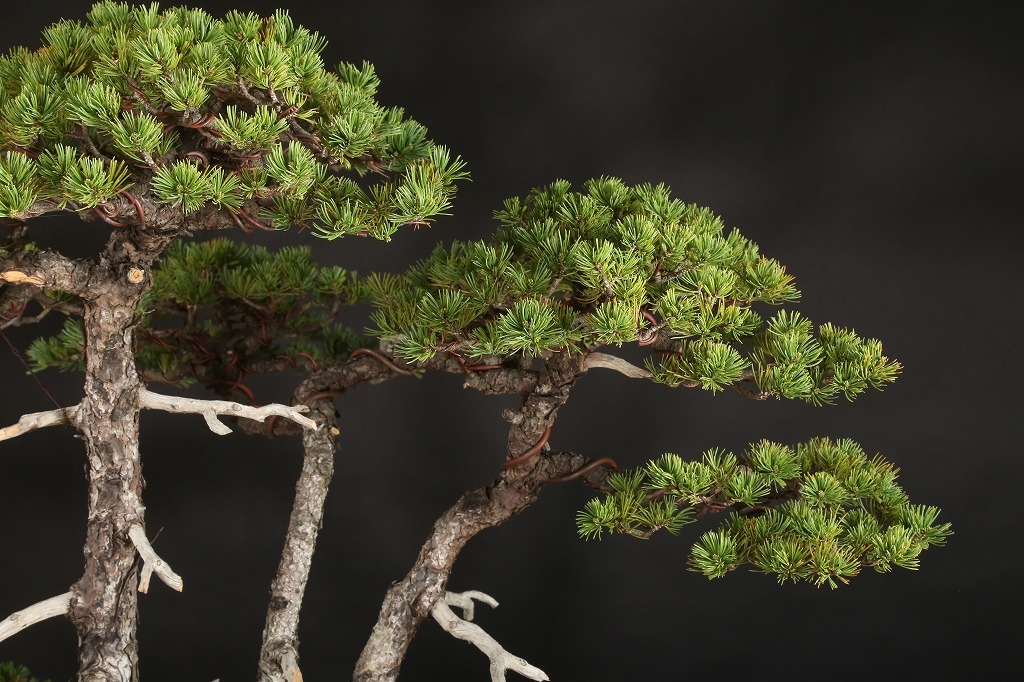 五葉松（那須娘）約80年 | 雨竹亭オンラインショップ