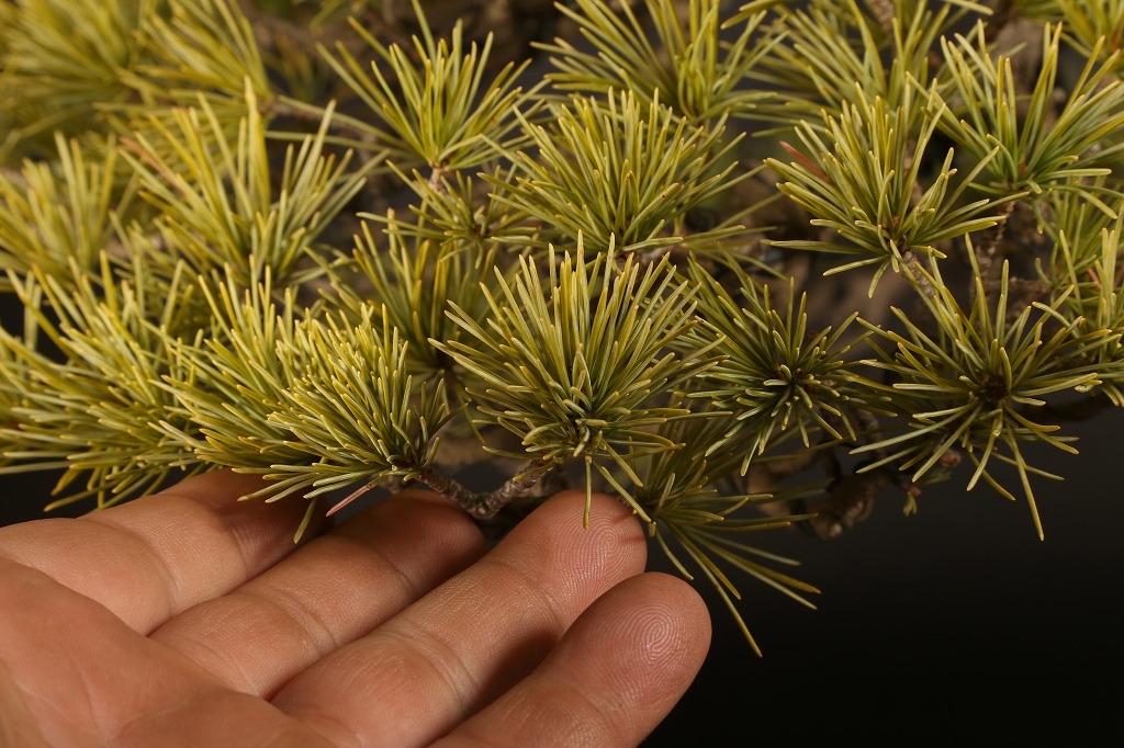 五葉松 約150年 | 雨竹亭オンラインショップ
