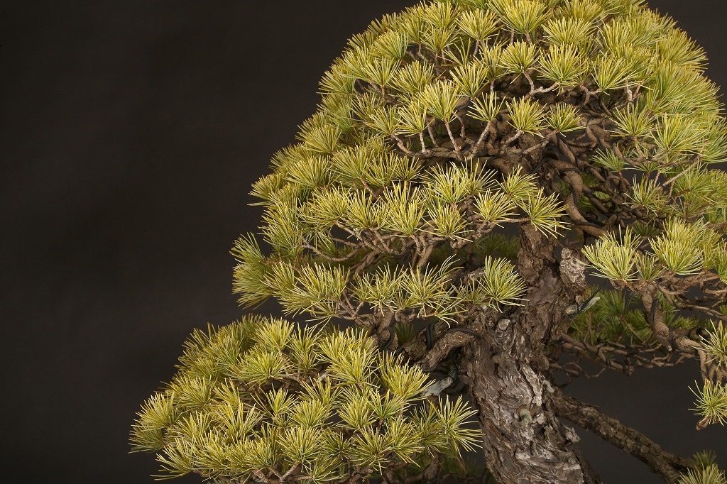 五葉松 約150年 | 雨竹亭オンラインショップ