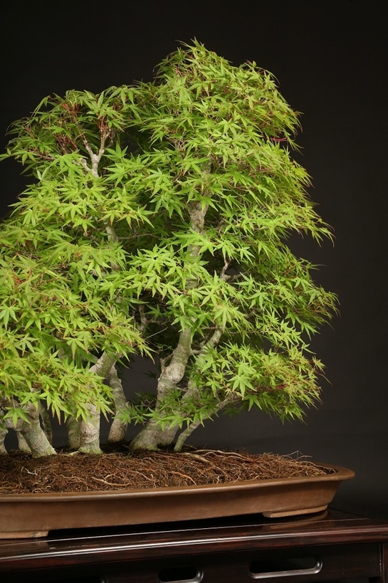 もみじ寄植（行姫）約25年 | 雨竹亭オンラインショップ