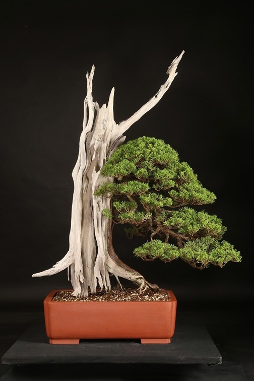 真柏 約250年 | 雨竹亭オンラインショップ