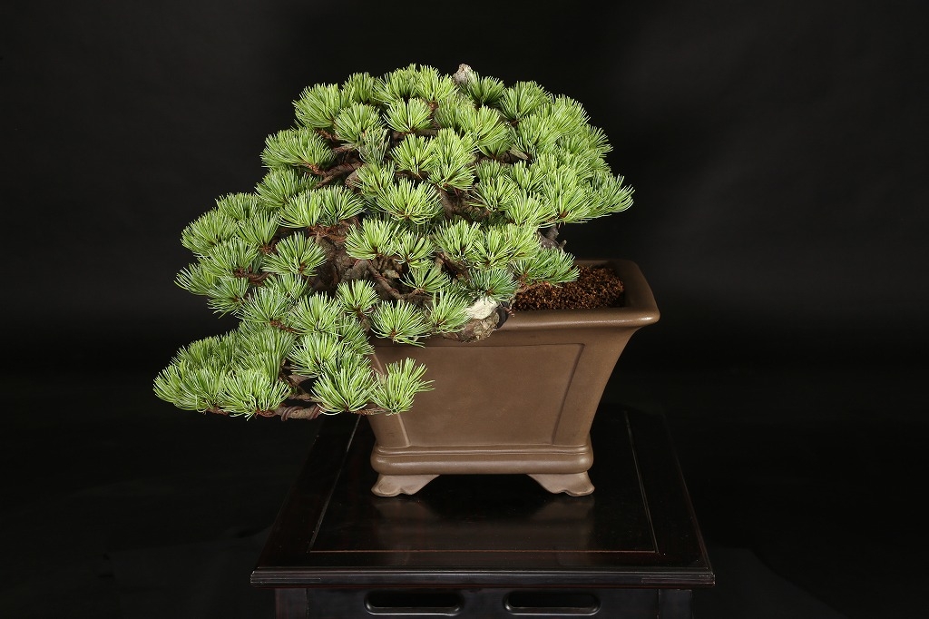 五葉松 約100年 | 雨竹亭オンラインショップ