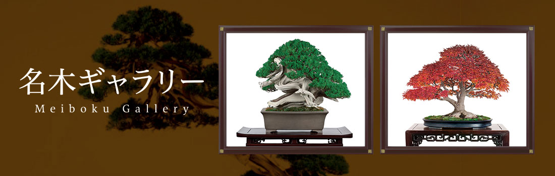 真柏（しんぱく）│盆栽、盆栽書籍、盆栽鉢の通販│近代出版