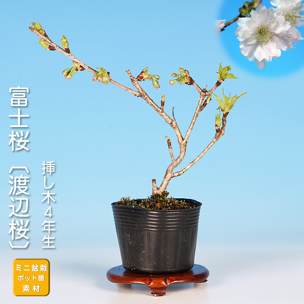 桜特集 | 盆栽、盆栽書籍、盆栽鉢の通販│近代出版