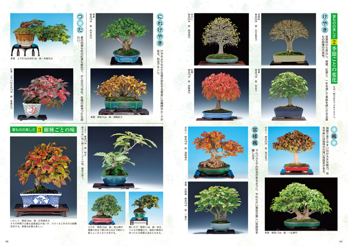 隔月刊「山野草とミニ盆栽」17年陽春号 | 盆栽、盆栽書籍、盆栽鉢の