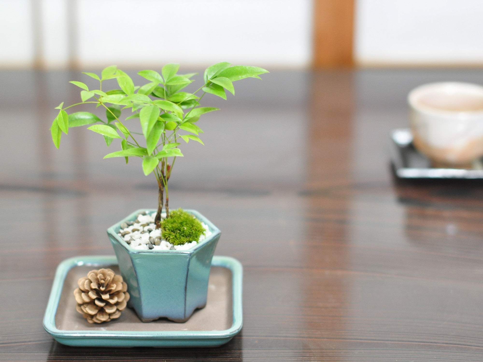 山もみじ ☆盆栽鉢☆ ハケメ丸鉢を販売｜入門は盆栽妙