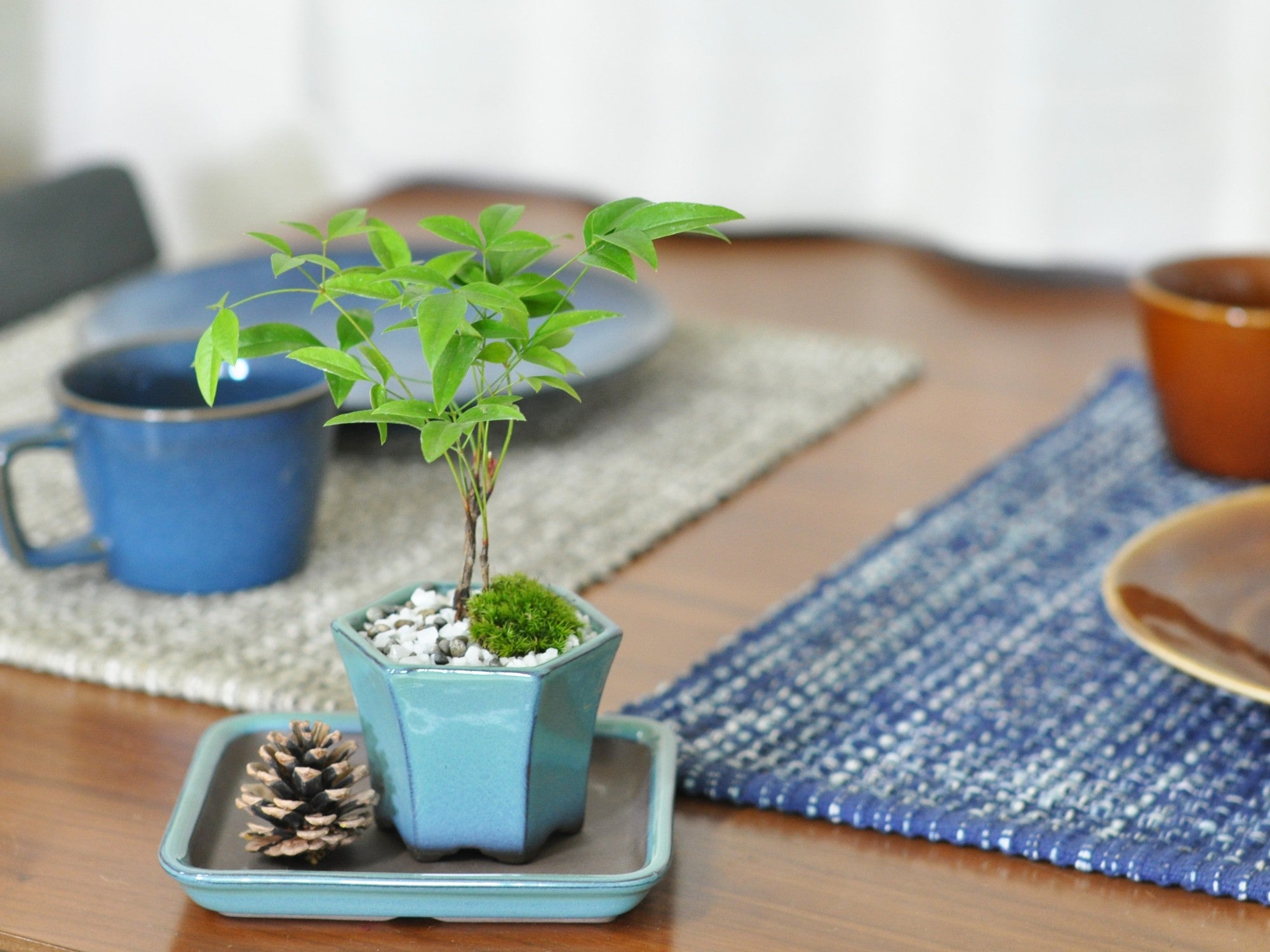 盆栽 ミニ南天寸景 六角鉢の盆栽の販売｜盆栽妙 – 盆栽妙 本店