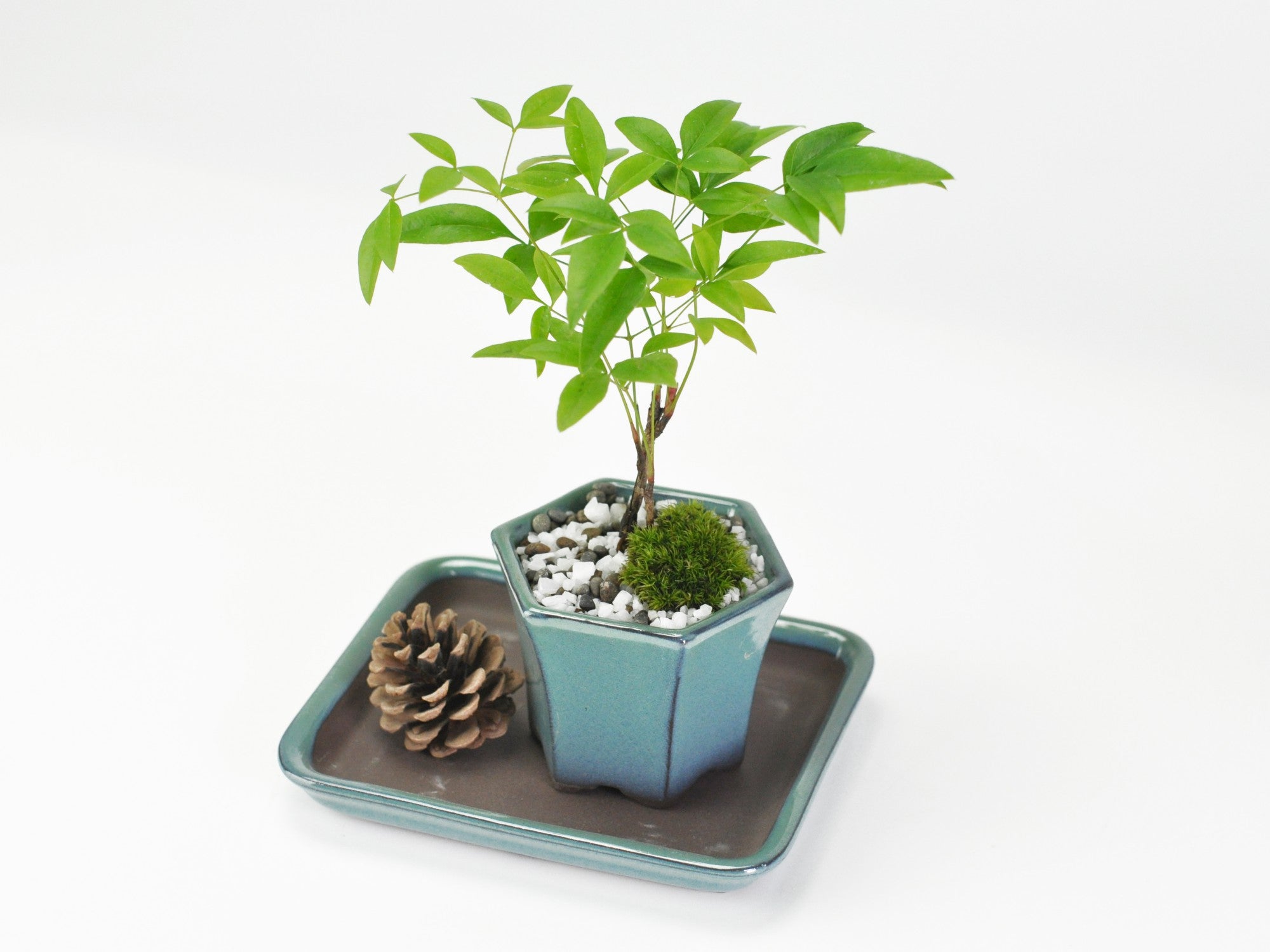 盆栽 ミニ南天寸景 六角鉢の盆栽の販売｜盆栽妙 – 盆栽妙 本店