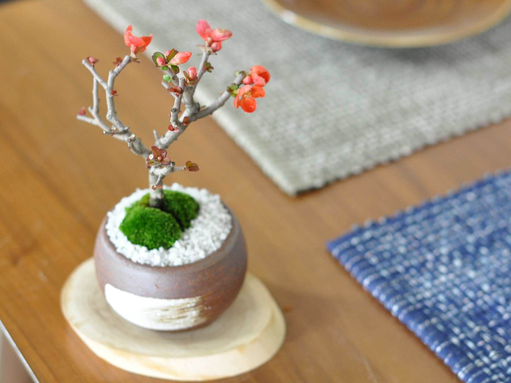 子宝木瓜の盆栽を販売｜入門は盆栽妙 – 盆栽妙 本店