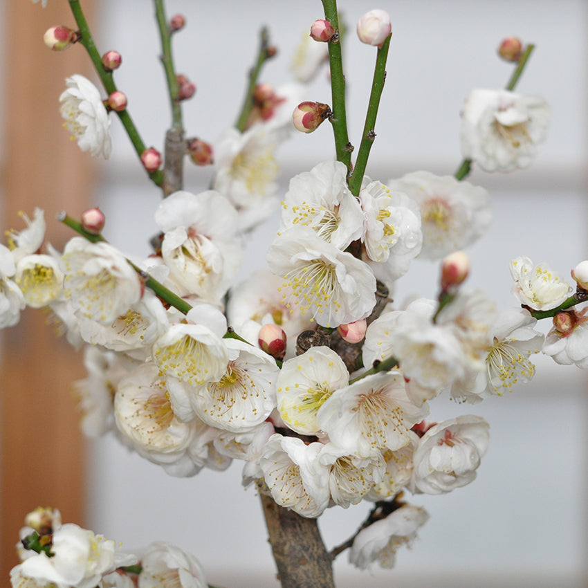 野梅の盆栽を販売｜入門は盆栽妙 – 盆栽妙 本店