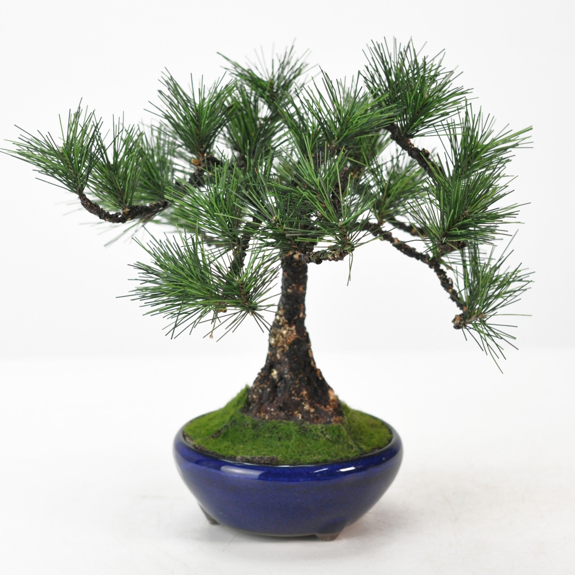 造花盆栽 枝振りの良い五葉松 模様木の盆栽の販売｜盆栽妙 – 盆栽妙 本店