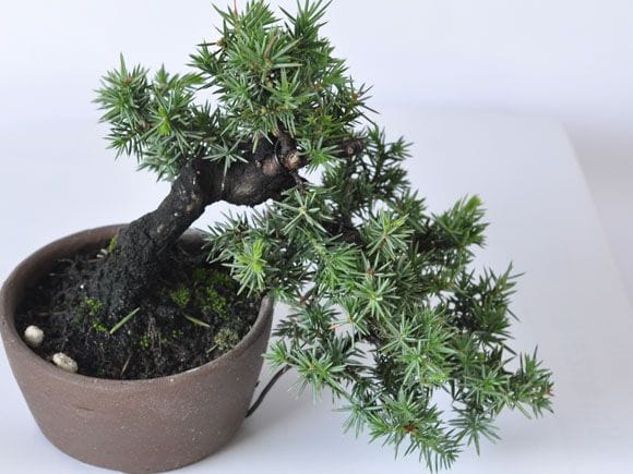 杜松 1点もの No.291の盆栽を販売｜講座は盆栽妙 – 盆栽妙 本店