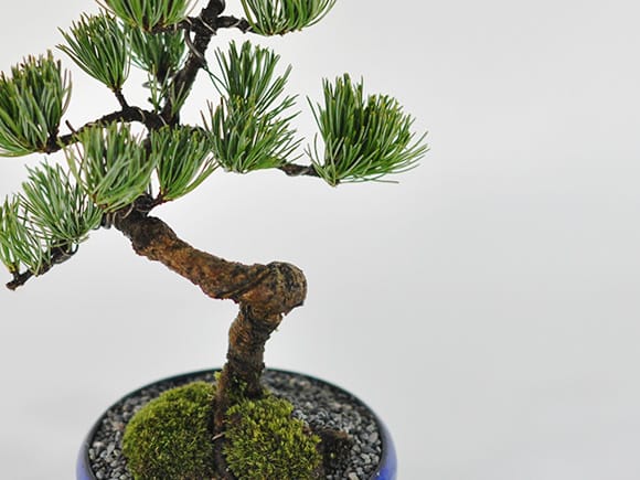 樹齢7年 五葉松の盆栽とはじめての道具セットを販売｜はじめる専門店