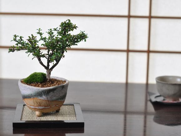 大木感のある長寿梅の盆栽とはじめての道具セットを販売｜はじめる専門