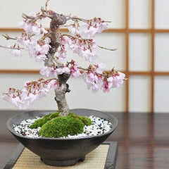 十月桜を販売｜入門は盆栽妙 – 盆栽妙 本店