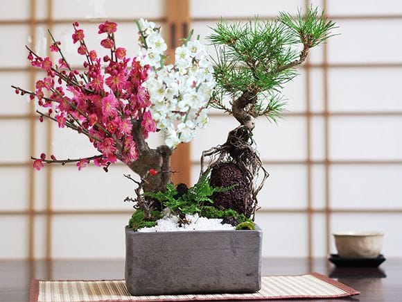 いぶし正角【6号】【山野草鉢】【信楽焼】を販売｜盆栽妙 – 盆栽妙 本店