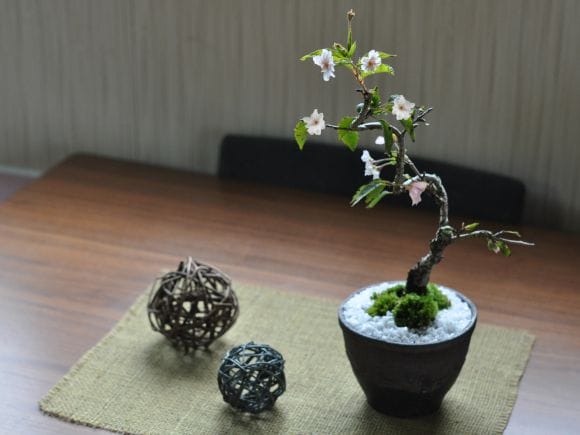 十月桜 金彩鉢の盆栽を販売｜盆栽妙 – 盆栽妙 本店