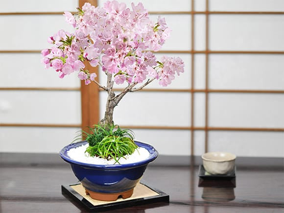 旭山桜 大 玉竜の寄植え 伝統的な六角盆栽鉢の盆栽を販売｜盆栽妙