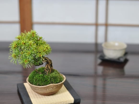 貴風盆栽、赤石五葉松、根上がり 懸崖作り、実生40年強 medabon 根上り